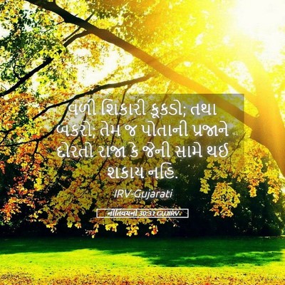 Picture 05 - નીતિવચનો 30:31 GUJIRV - વળી શિકારી કૂકડો; - Bible Verse Picture