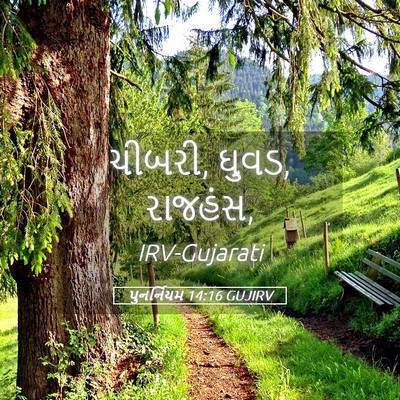 Picture 05 - પુનર્નિયમ 14:16 GUJIRV - ચીબરી, ઘુવડ, - Bible Verse Picture