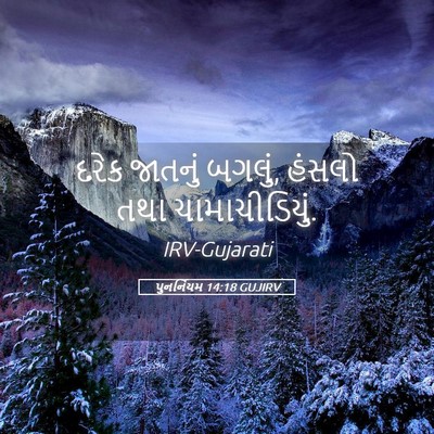 Picture 05 - પુનર્નિયમ 14:18 GUJIRV - દરેક જાતનું બગલું, - Bible Verse Picture