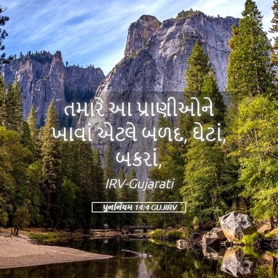 Picture 05 - પુનર્નિયમ 14:4 GUJIRV - તમારે આ પ્રાણીઓને - Bible Verse Picture