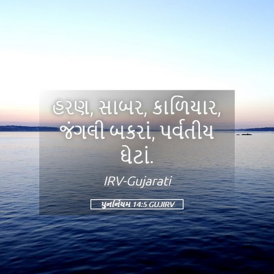 Picture 05 - પુનર્નિયમ 14:5 GUJIRV - હરણ, સાબર, કાળિયાર, - Bible Verse Picture
