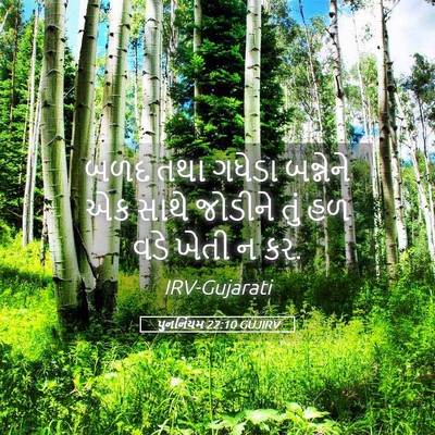Picture 05 - પુનર્નિયમ 22:10 GUJIRV - બળદ તથા ગધેડા - Bible Verse Picture