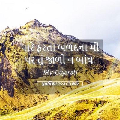 Picture 05 - પુનર્નિયમ 25:4 GUJIRV - પારે ફરતા બળદના - Bible Verse Picture