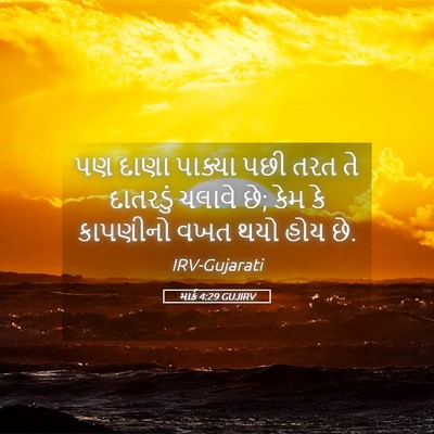 Picture 05 - માર્ક 4:29 GUJIRV - પણ દાણા પાક્યા પછી - Bible Verse Picture