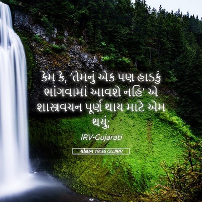 Picture 05 - યોહાન 19:36 GUJIRV - કેમ કે, ‘તેમનું એક - Bible Verse Picture