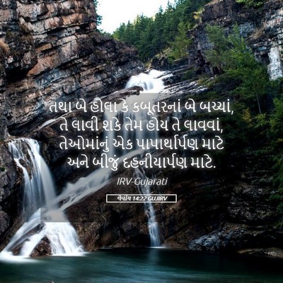 Picture 05 - લેવીય 14:22 GUJIRV - તથા બે હોલા કે - Bible Verse Picture