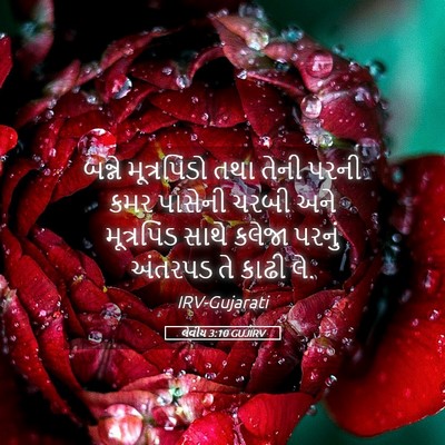 Picture 05 - લેવીય 3:10 GUJIRV - બન્ને મૂત્રપિંડો - Bible Verse Picture