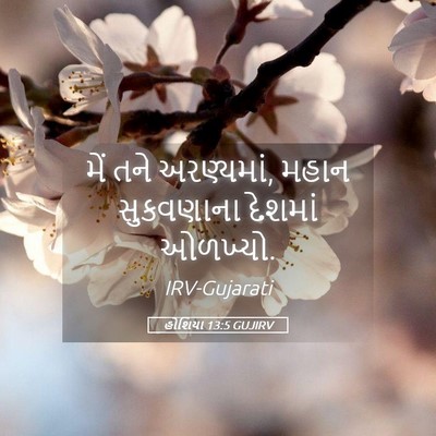 Picture 05 - હોશિયા 13:5 GUJIRV - મેં તને અરણ્યમાં, - Bible Verse Picture