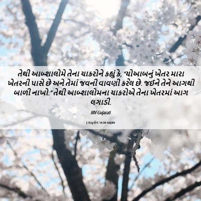 Picture 06 - 2 શમુએલ 14:30 GUJIRV - તેથી આબ્શાલોમે - Bible Verse Picture