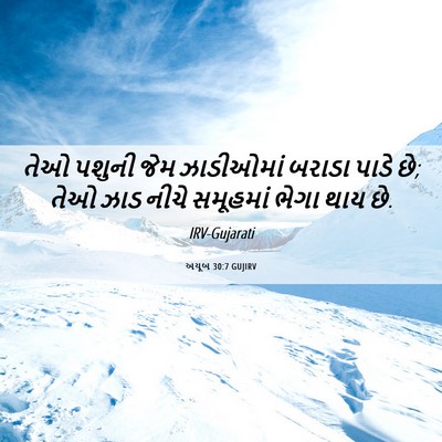 Picture 06 - અયૂબ 30:7 GUJIRV - તેઓ પશુની જેમ - Bible Verse Picture