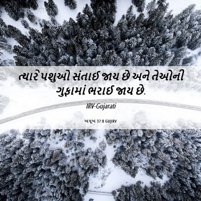 Picture 06 - અયૂબ 37:8 GUJIRV - ત્યારે પશુઓ સંતાઈ - Bible Verse Picture