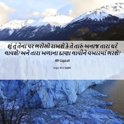 Picture 06 - અયૂબ 39:12 GUJIRV - શું તું તેના પર - Bible Verse Picture