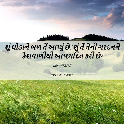 Picture 06 - અયૂબ 39:19 GUJIRV - શું ઘોડાને બળ તેં - Bible Verse Picture