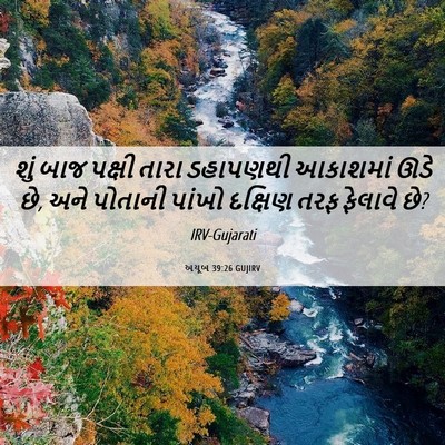 Picture 06 - અયૂબ 39:26 GUJIRV - શું બાજ પક્ષી તારા - Bible Verse Picture