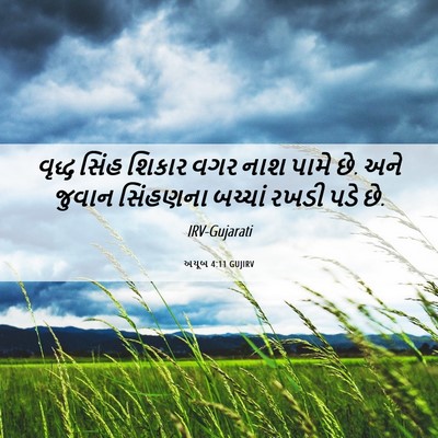 Picture 06 - અયૂબ 4:11 GUJIRV - વૃદ્ધ સિંહ શિકાર - Bible Verse Picture