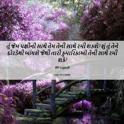 Picture 06 - અયૂબ 41:5 GUJIRV - તું જેમ પક્ષીની - Bible Verse Picture
