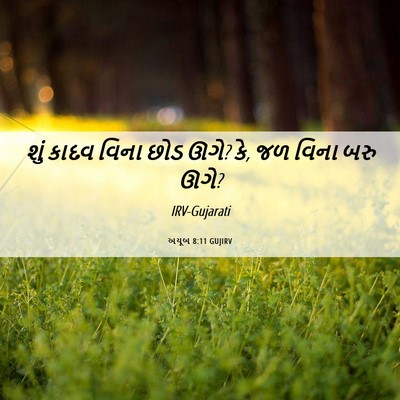 Picture 06 - અયૂબ 8:11 GUJIRV - શું કાદવ વિના છોડ - Bible Verse Picture