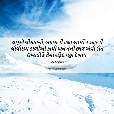 Picture 06 - ઉત્પત્તિ 30:37 GUJIRV - યાકૂબે લીમડાની, - Bible Verse Picture