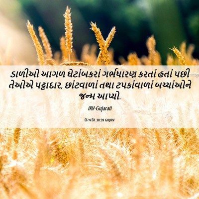 Picture 06 - ઉત્પત્તિ 30:39 GUJIRV - ડાળીઓ આગળ - Bible Verse Picture