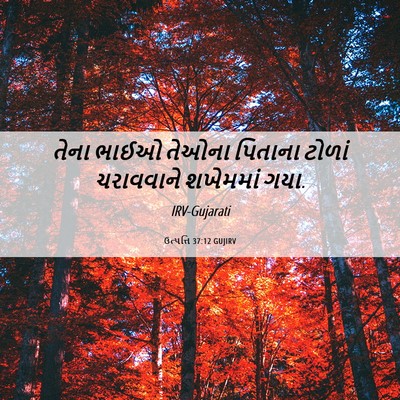 Picture 06 - ઉત્પત્તિ 37:12 GUJIRV - તેના ભાઈઓ તેઓના - Bible Verse Picture