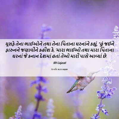 Picture 06 - ઉત્પત્તિ 46:31 GUJIRV - યૂસફે તેના ભાઈઓને - Bible Verse Picture