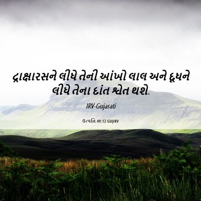 Picture 06 - ઉત્પત્તિ 49:12 GUJIRV - દ્રાક્ષારસને લીધે - Bible Verse Picture