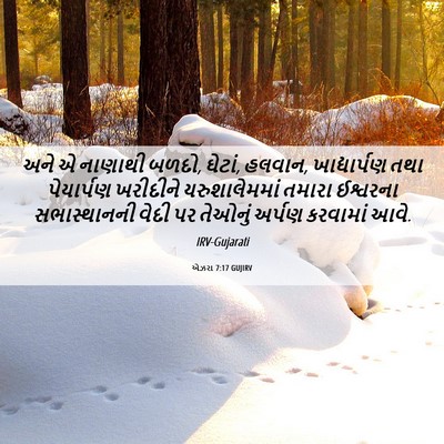 Picture 06 - એઝરા 7:17 GUJIRV - અને એ નાણાથી બળદો, - Bible Verse Picture