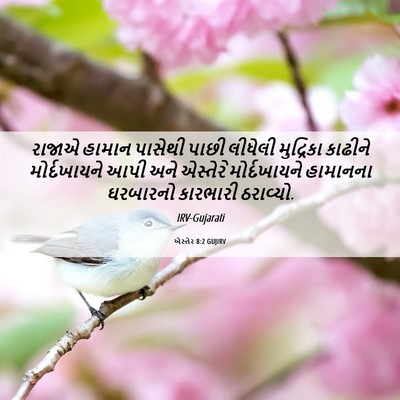 Picture 06 - એસ્તેર 8:2 GUJIRV - રાજાએ હામાન - Bible Verse Picture