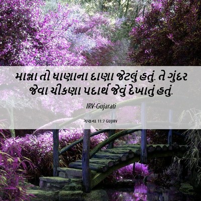 Picture 06 - ગણના 11:7 GUJIRV - માન્ના તો ધાણાના - Bible Verse Picture