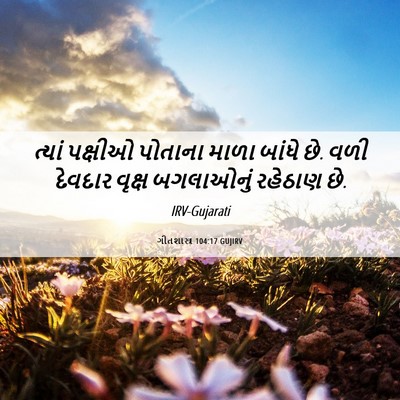 Picture 06 - ગીતશાસ્ત્ર 104:17 GUJIRV - ત્યાં પક્ષીઓ - Bible Verse Picture