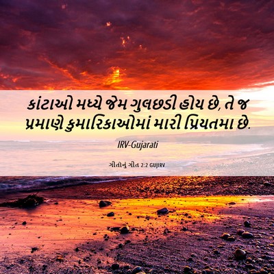 Picture 06 - ગીતોનું ગીત 2:2 GUJIRV - કાંટાઓ મધ્યે જેમ - Bible Verse Picture