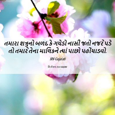 Picture 06 - નિર્ગમન 23:4 GUJIRV - તમારા શત્રુનો બળદ - Bible Verse Picture