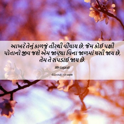 Picture 06 - નીતિવચનો 7:23 GUJIRV - આખરે તેનું કાળજું - Bible Verse Picture