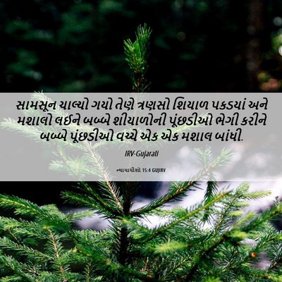 Picture 06 - ન્યાયાધીશો 15:4 GUJIRV - સામસૂન ચાલ્યો ગયો - Bible Verse Picture