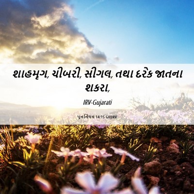 Picture 06 - પુનર્નિયમ 14:15 GUJIRV - શાહમૃગ, ચીબરી, - Bible Verse Picture