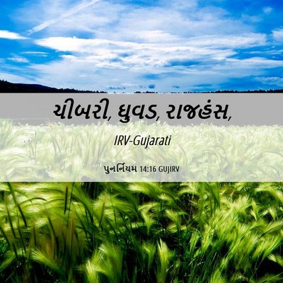 Picture 06 - પુનર્નિયમ 14:16 GUJIRV - ચીબરી, ઘુવડ, - Bible Verse Picture