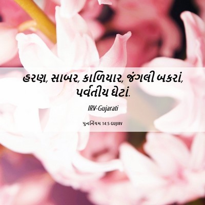 Picture 06 - પુનર્નિયમ 14:5 GUJIRV - હરણ, સાબર, કાળિયાર, - Bible Verse Picture