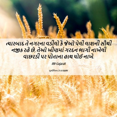 Picture 06 - પુનર્નિયમ 21:6 GUJIRV - ત્યારબાદ તે નગરના - Bible Verse Picture