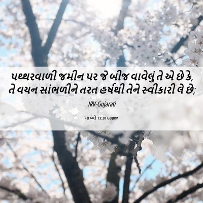 Picture 06 - માથ્થી 13:20 GUJIRV - પથ્થરવાળી જમીન પર - Bible Verse Picture