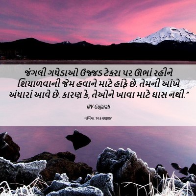 Picture 06 - યર્મિયા 14:6 GUJIRV - જંગલી ગધેડાઓ - Bible Verse Picture