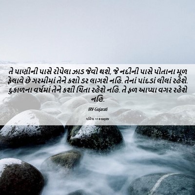 Picture 06 - યર્મિયા 17:8 GUJIRV - તે પાણીની પાસે - Bible Verse Picture