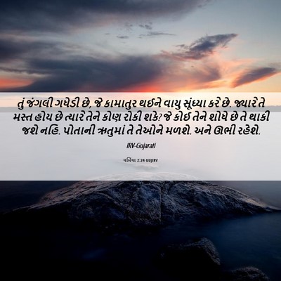 Picture 06 - યર્મિયા 2:24 GUJIRV - તું જંગલી ગધેડી છે, - Bible Verse Picture