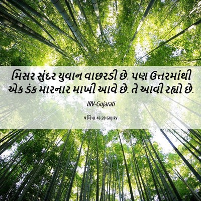 Picture 06 - યર્મિયા 46:20 GUJIRV - મિસર સુંદર યુવાન - Bible Verse Picture