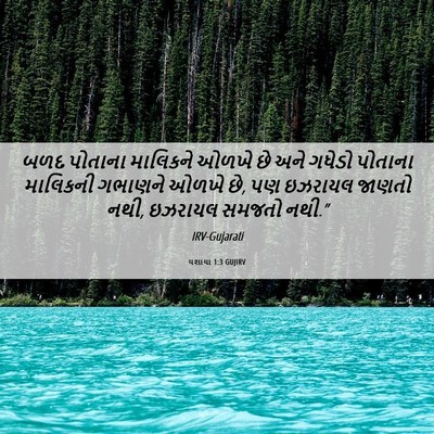 Picture 06 - યશાયા 1:3 GUJIRV - બળદ પોતાના - Bible Verse Picture