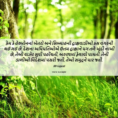 Picture 06 - યશાયા 16:8 GUJIRV - કેમ કે હેશ્બોનનાં - Bible Verse Picture