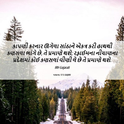 Picture 06 - યશાયા 17:5 GUJIRV - કાપણી કરનાર ઊગેલા - Bible Verse Picture
