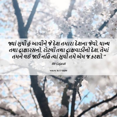Picture 06 - યશાયા 36:17 GUJIRV - જ્યાં સુધી હું - Bible Verse Picture