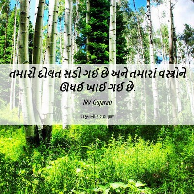 Picture 06 - યાકૂબનો 5:2 GUJIRV - તમારી દોલત સડી ગઈ - Bible Verse Picture