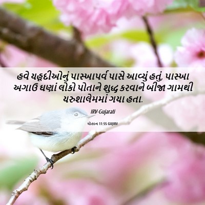 Picture 06 - યોહાન 11:55 GUJIRV - હવે યહૂદીઓનું - Bible Verse Picture