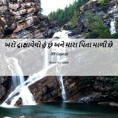 Picture 06 - યોહાન 15:1 GUJIRV - ખરો દ્રાક્ષાવેલો - Bible Verse Picture